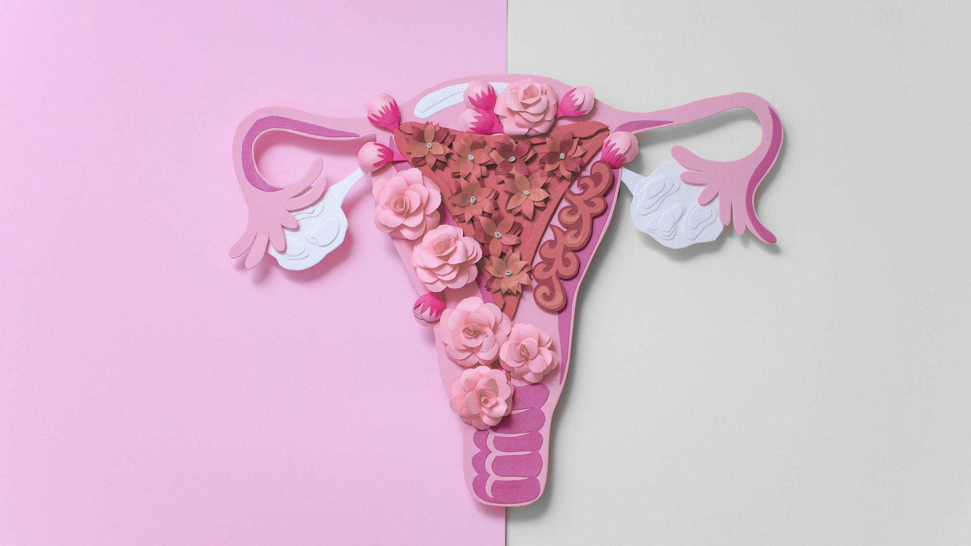 sistema reprodutor feminino em alusão ao espessamento endometrial